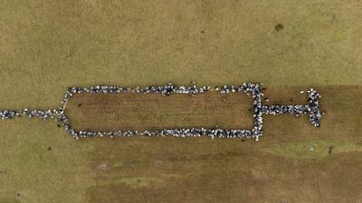 A syringe? No, these are sheep and goats in Schneverdingen, Germany, forming the shape of a hypodermic needle about 100 metres long in a campaign to promote Covid-19 vaccinations. AP