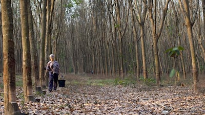Thongshin Klaharn carries a bucket of rubber sap collected from some of the 1,200 trees in his plantation. Paula Bronstein / Getty Images
