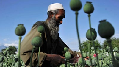An Afghan farmer collects raw opium as he works in a poppy field in Khogyani District of Nangarhar province. Noorullah Shirzada / AFP Photo