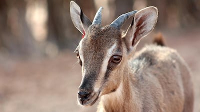 The endangered Arabian tahr gets a new lease of life on Sir Bani Yas Island. Courtesy TDIC