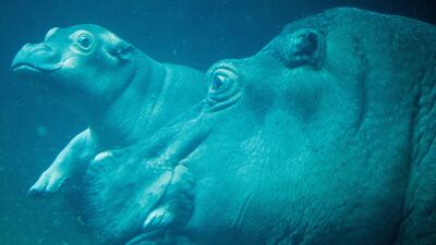 A young pygmy hippopotamus takes a first dive with its mother Nala at the Zoological Garden in Berlin, Germany. EPA