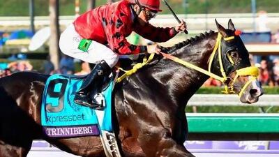 Trinniberg, above, and Mental will be the the top two to challenge Krypton Factor in the Dubai Golden Shaheen.