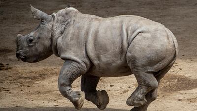 A 2-month-old Rhino calf named Atanasio runs in his enclosure during a tour of the Buin Zoo in Santiago, Chile. AP Photo