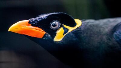 A hill mynah (Gracula religiosa) sits on a branch in its enclosure at the bird park in Schifferstadt, Germany. EPA