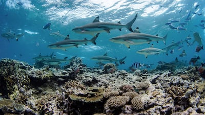 A school of blacktip reef sharks off Kadavu Island, Fiji. The species is found in UAE waters, but numbers are falling