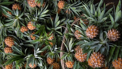 1. Pineapples are harvested. All Photos: Ananas Anam