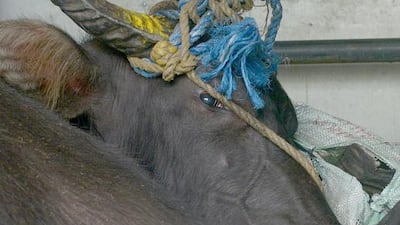 A 400-kilogramme female water buffalo is restrained with rope as it lies at the back of a flatbed truck in Manila on March 14. The animal had earlier broken loose as it was being loaded at a slaughterhouse, goring three people, thrashing a hotel lobby and forcing the evacuation of 200 workers from an office building in a two-hour pre-dawn rampage. AFP Photo