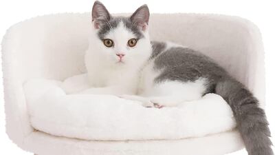 Tomvaes Elevated Pet Bed, Dh99, Amazon.ae. Photo: Tomvaes