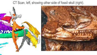 A CT scan showing the fossilised lizard's head, next to the Cryptovaranoides microlanius fossil itself. Photo: Natural History Museum UK