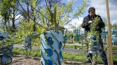 Early experiments with chemical weedkiller caused more harm than good, so organic methods are used. Powdery mildew is kept down with milk, while caterpillars are picked off. AFP