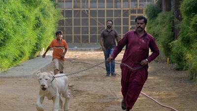 A caretaker walks with a white lion at a private zoo in Karachi. Pakistani laws make it easy to import exotic animals, but once inside the country regulation is almost non-existent. AFP