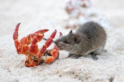 A rat attacks a hermit crab on East beach. Iain McGregor/STUFF