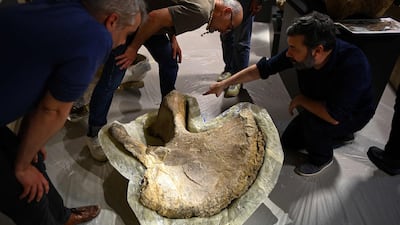 Paleontologists inspect a pelvic bone of a camarasaurus on the set of the exhibition Chercheurs de Dinos, opening at the Museum of Angouleme, in south-west France. AFP