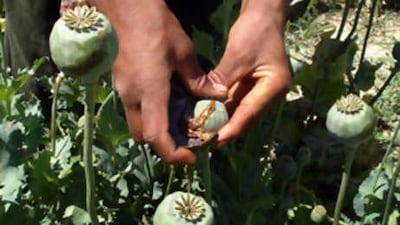 An Afghan man collects resin from poppies in an opium poppy field south of Kabul, Afghanistan on May 21, 2008. Due to Dubai's geographical location, the emirate currently straddles a busy drug trafficking route out of Afghanistan and Iran.