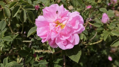 A bee sits on a rose. Exported to Europe, especially during the Crusades, this ancient rose has been cultivated in other countries including France, Morocco, Iran and Turkey.