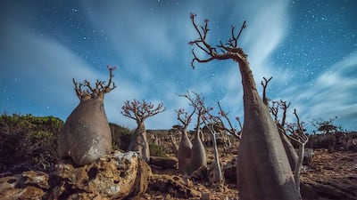 Desert roses, or bottle trees, grow on a hillside at Socotra, a Yemeni island located about 380 kilometres south of the Arabian Peninsula. Sebastian Opitz