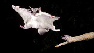 Southern flying squirrel. Getty Images