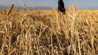 Tawfeeq says farmers are being told "not to grow crops that need too much water".