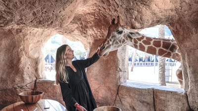 Abu Dhabi, United Arab Emirates, August 4, 2019. Breakfast with giraffes at the Emirates Park Zoo. Victor Besa/The National Section: NA Reporter: Sophie Prideaux