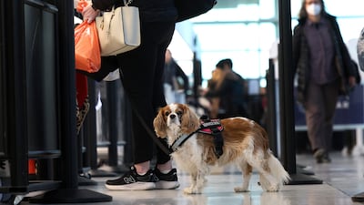 Currently, dog owners must apply for a CDC Dog Import Permit to take dogs to the US. AFP
