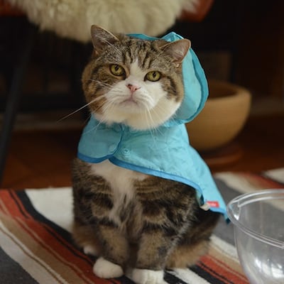 Maru the cat generated a huge subscriber base on YouTube. Photo: maruhanamogu / Instagram