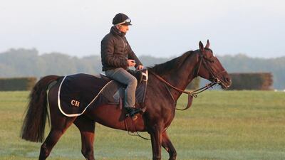 French thoroughbred racehorse Treve and rider Pascal Galoche train in Gouvieux, north of Paris. AFP PHOTO / JACQUES DEMARTHON