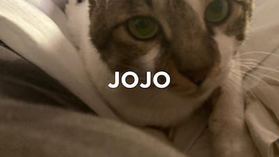 Jojo, 3, male. Jojo is a curious, loving and cuddly cat. He isn’t a lap cat but enjoys snuggling beside his favourite humans. He enjoys being petted and will purr and knead to show his appreciation. He doesn't like being alone so someone working from home would be ideal