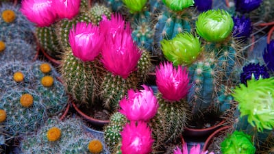 Al Nafal Flowers also stocks a variety of indoor plants flowers and cactuses