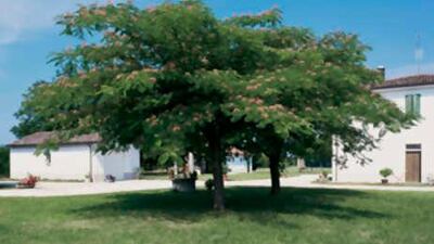 A native of Asia, Albizia julibrissin, or the Persian silk tree, has become almost ubiquitous in warmer climates.