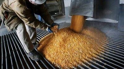 A process operator shows a handful of corn at the GreenField Ethanol plant in Chatham, Ontario.