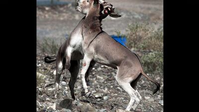 Related donkeys get into a fight near their stable area in Lahzoom, Ras al Khaimahi. Jeff Topping / The National