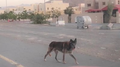 The Fujairah 'wolf' has been causing a stir on social media, but has now been identified as an 'old dog' by experts. Courtesy Mohammed Al Zyoudi