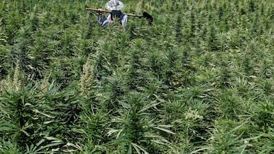 A farmer is seen in a cannabis field in the Yammouneh area west of Baalbek, Lebanon, August 13, 2018.Reuters, file