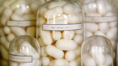 Silk cocoons are displayed in glass jars inside the museum of a CRA agricultural research unit. Alessandro Bianchi / Reuters