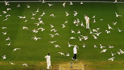 A flock of seagulls flies past as Chris Tremain of Victoria prepares to bowl during Day 3 of the Sheffield Shield match between Victoria and Tasmania at the Melbourne Cricket Ground on October 27, 2016, Australia. Scott Barbour / Getty Images