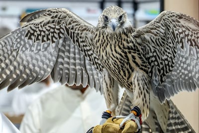 Men would travel to the island by boat to catch wild falcons. AFP