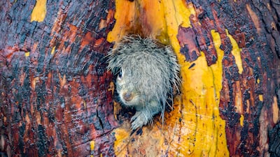 Bad Hair Day by Christy Grinton was also named in the Highly Commended category. Photo: Christy Grinton / Nikon Comedy Wildlife Awards