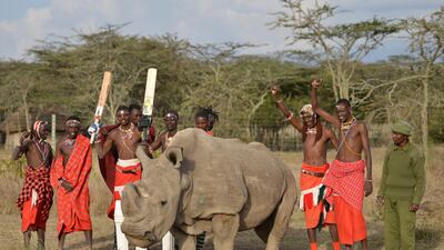 Maasai warriors pose with Sudan, the only male of the last three northern white rhino sub-species on the planet, on June 18, 2017 following a charity cricket match played in the wilds of Laikipia county's Ol-Pejeta Conservancy, at the foot of Mount Kenya, and home to the last three northern white rhino sub-species on the planet. The two-day tournament dubbed 'Last Male Standing' is an annual charity event that aims to raise awareness of the plight of the nothern-white rhino and creates funding to continue ongoing research into ways to save the sub-species from extinction. AFP