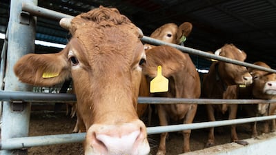 Shamonda is transmitted by midges and most commonly found in cattle. EPA