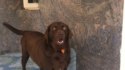 Muthu Kumar, 82, a former government employee from Sivaganga in southern Tamil Nadu state has built a statue of his beloved dog, a brown Labrador, named Tom. Photo: Manoj Kumar