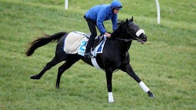 Godolphin's Cavalryman does track work on Monday ahead of Tuesday's Melbourne Cup in Australia. Patrick Scala / Getty Images / November 3, 2014
