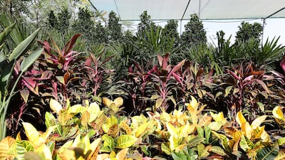 Indoor plants await buyers to give them a good home.