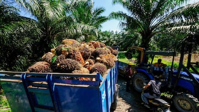 Oil palm fruits are loaded into a trailer at a plantation in Kapar, Selangor, Malaysia, on May 3. Bloomberg