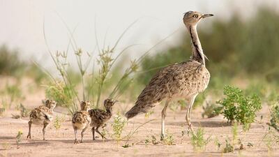 The Houbara bustard is classified as a vulnerable species by the International Union for Conservation of Nature. Courtesy International Fund For Houbara Conservation