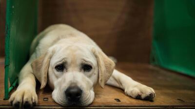 A Labrador Retriever rests in its pen on the final day of the Crufts dog show. AFP