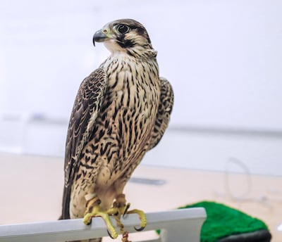 Feathered history: eight-month-old falcon Yas. Photo: Victor Besa for The National