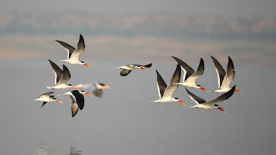Indian Skimmers in Chambal River. Photo by Eling Lee