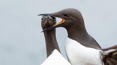 Headlock. photo: Warren Price / Nikon Comedy Wildlife Awards. These guillemots were nesting on a small rocky cliff ledge where space was at a premium. The nests all crammed in close together which isn’t a good recipe for being good neighbours, as guillemots are fiercely territorial. Aggression and battles are frequent over nesting space and I captured this image of this bemused looking bridled guillemot, its head firmly clamped in his/her neighbours beak. I liked the way the guillemot was looking directly into my lens, its white eye-liner eyes highlighting its predicament! Sometimes you just want to bite your neighbours head off..literally !
