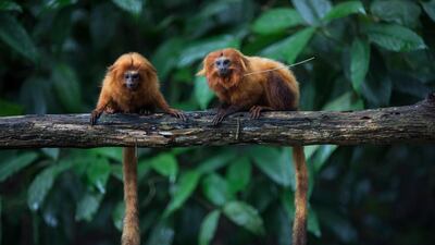 Golden lion tamarins sit on a tree branch in the Atlantic Forest in Silva Jardim, state of Rio de Janeiro, Brazil. AP Photo