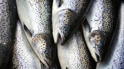 UAE residents consume about 1,000 tonnes of salmon a year. Robert Bukaty / AP Photo